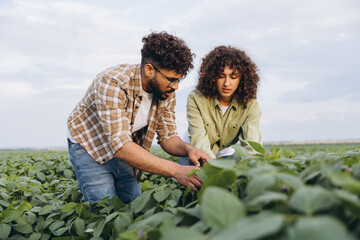 Interracial team of agronomists examining soybean plants in cultivated field