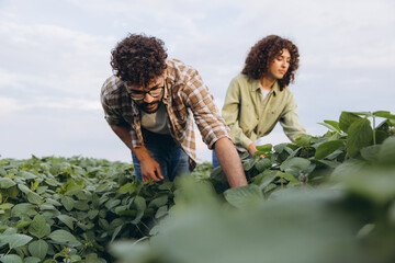 Interracial team of agronomists examining soybean plants in cultivated field