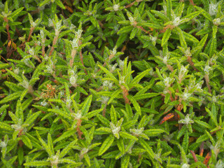 Labrador tea or Tundra tea shrub with morning dew drops on the green leaves full frame natural background