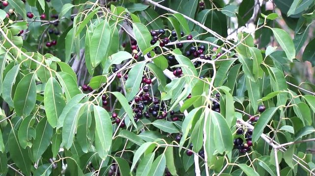 Bunches of Jamun, or black plum ripen in the tree.