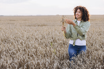 Agronomist woman examining ripe wheat ears in field