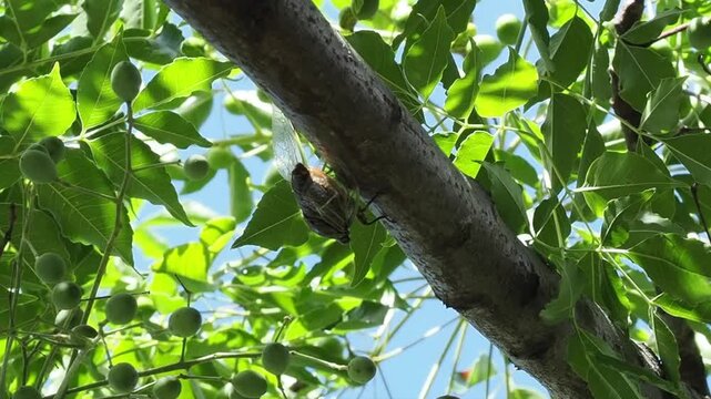夏に現れるセミの成虫。木に留まって鳴いている様子