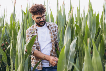 Farmer agronomist inspecting corn plantation for growth and quality