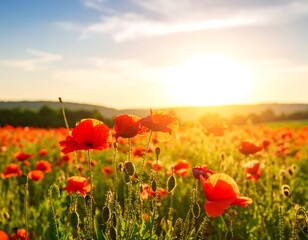 Poppy field at sunset