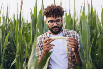 Agronomist inspecting corn cob in cultivated field