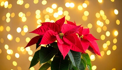 Vibrant red poinsettia blooms against a bokeh background of warm, golden lights