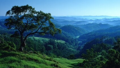 Naklejka premium Verdant valley. Rolling, misty hills blanketed in deep green forest stretch into the distance under a clear blue sky. A large tree dominates the foreground, adding depth to the landscape