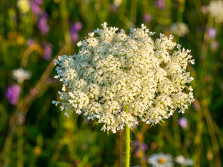Daucus carota, whose common names include wild carrot, bird's nest, bishop's lace, carrot flower, and Queen Anne's lace. The wild carrot is a herbaceous, somewhat variable biennial plant