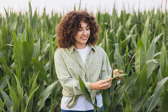 Agronomist woman working and inspecting corn field plantation