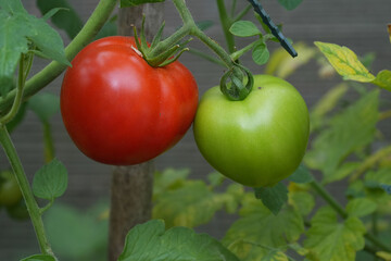 A red and green tomato grow together on a tomato plant with green leaves, showcasing different stages of ripeness and natural beauty.