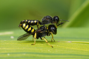 Closeup on a mating male and female European Crabronid wasp Ectemnius lapidarius on a green leaf in the garden
