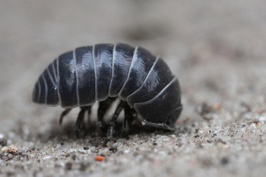 Closeup on a common pill woodlouse or pillbug, Armadillidium vulgare on the ground