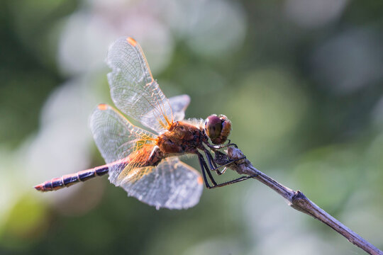 a beautiful red dragonfly on a branch in a blurred background with highlights and bokeh. space for text. a colorful macro photo of an insect. close-up. screensaver.