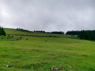 Green Mountain Pasture with Grazing Cows under Cloudy Sky