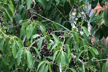 Bunches of Jamun, or black plum ripen in the tree.