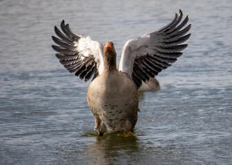 goose in flight
