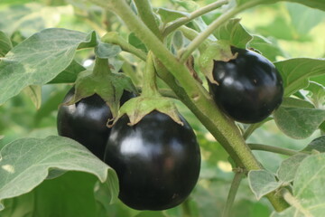 Close-up small unripe eggplants (brinjals) growing on a plant hanging in a cluster. The fruits are shiny and dark purple with green calyxes and stems, surrounded by healthy green leaves.