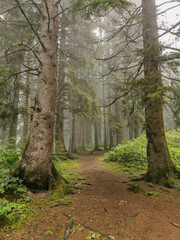 Misty Forest with Tall Pine Trees and Soft Green Moss