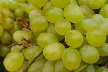 Close-up of fresh green grapes in natural light, showing detailed texture and vibrant color.  Organic grapes Fruit Background in Natural Light