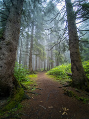 Misty Forest with Tall Pine Trees and Soft Green Moss