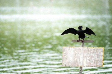 Little Cormorant or Javanese Cormorant in habitat. Black bird in the garden.