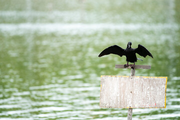 Little Cormorant or Javanese Cormorant in habitat. Black bird in the garden.