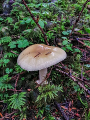 Close-Up of a Wild Mushroom Growing on Mossy Forest Ground