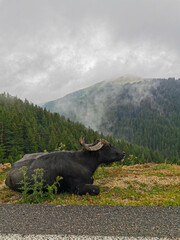 Water Buffalo Resting on Mountain Roadside with Scenic View