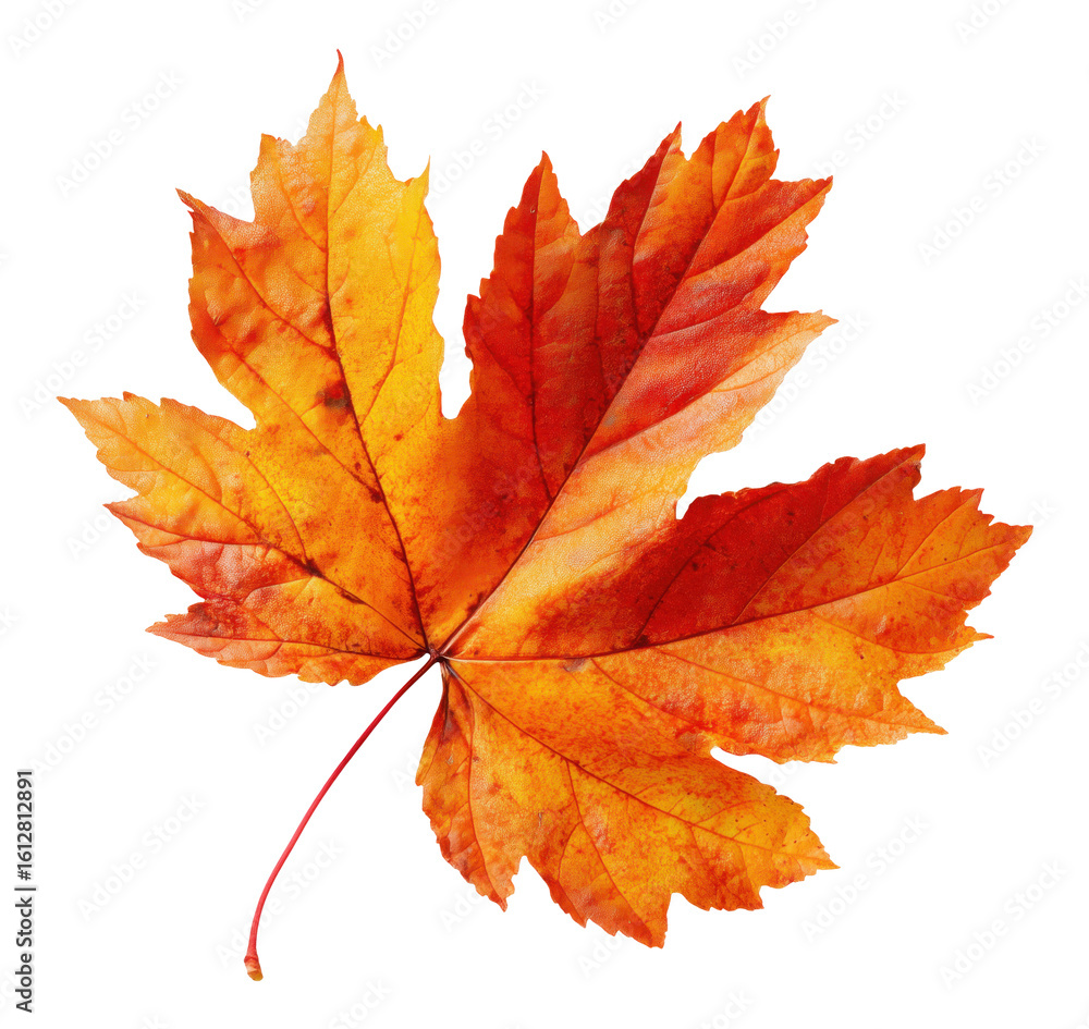Canvas Prints beautiful autumn maple leaf with orange and red colors isolated on transparent background