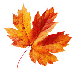 Obraz premium Beautiful autumn maple leaf with orange and red colors isolated on transparent background