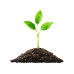 Fresh green sprout emerging from rich soil