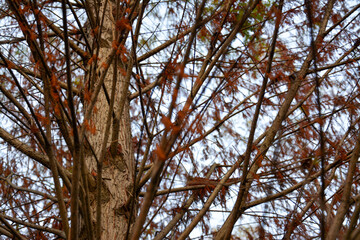 Intricate Branches and Autumn Needles of Taxodium Distichum: A view highlighting the pattern of the branches and the colorful fall foliage of a Taxodium distichum tree.