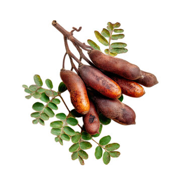 Bunch of small, brown fruits are on a leafy green background