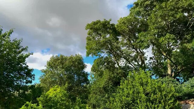 Trees rustling in the wind - North Yorkshire in the northeast of England.
