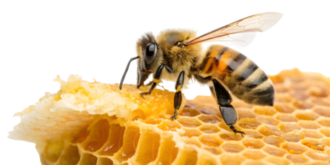 Honeybee diligently working on honeycomb, showcasing nature's sweet bounty and industrious process