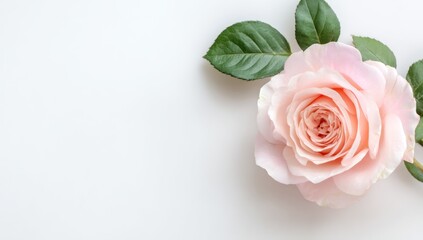 Elegant Rose Bloom. Soft pink rose, delicately unfurled with curled petals, rests on a white background