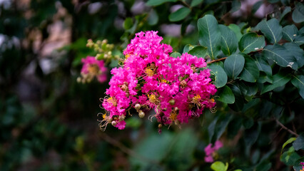 Pink Purush Jarul flower or Lagerstroemia indica or Crape Myrtle flowers blooming mid close 4