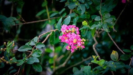 Pink Purush Jarul flower or Lagerstroemia indica or Crape Myrtle flowers blooming mid shot 2