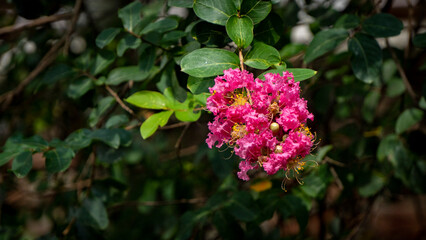 Pink Purush Jarul flower or Lagerstroemia indica or Crape Myrtle flowers blooming mid close 5