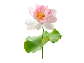 Pink lotus flower isolated on black background elegant bloom, Isolated On White Background, Png Transparent