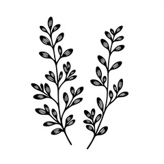 Thyme Twig Line Art SVG | Elegant Herbal Outline in Black & White