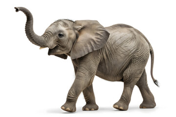 Obraz premium African baby elephant walking isolated on white background