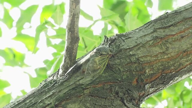 夏に現れるセミの成虫。木に留まって鳴いている様子