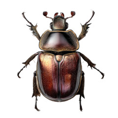 Large brown bug with red markings on its head and legs