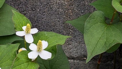ドクダミ