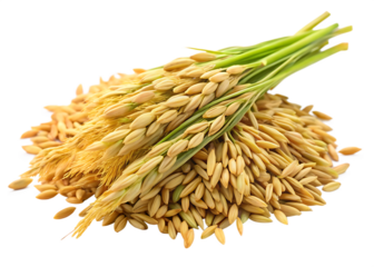  Fresh paddy  isolated on white background PNG.AI Generated.