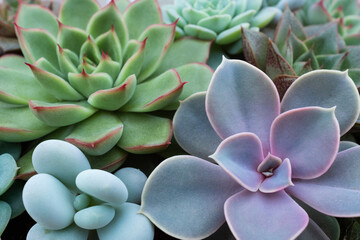 Close-Up of Succulent Plants in a Garden Pot. The mix of succulent for publication, poster, screensaver, wallpaper, banner, cover, post. High quality photography