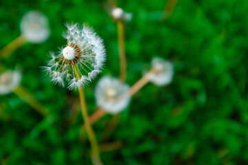 Close-Up of Dandelion Seed Head with Floating Seed on Green Background for publication, poster, screensaver, wallpaper, banner, cover, post. High quality photography