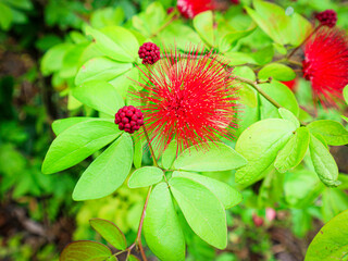 Vibrant red powder puff flowers blooming with green foliage in sunlight