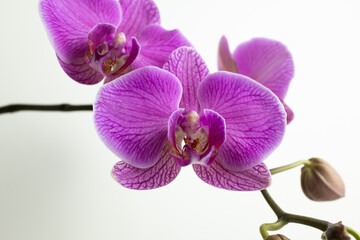 Close-Up of Blooming Pink Phalaenopsis Orchid with Buds on Green Stem – Elegant Indoor Flower with Purple Veins for Home Decor, Gardening, and Botanical Inspiration